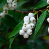 Samet, Phak Mek (Syzygium gratum)