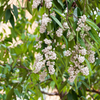 Samet, Phak Mek (Syzygium gratum)
