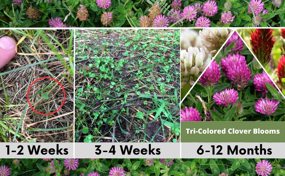 Tri-Color Clover Seed Easy Spread Shaker – photo 6