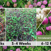 TRI-Color Clover + Mow Less Grass Seed