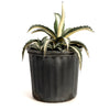 Agave Americana ‘Mediopicta Alba’