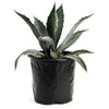 Agave Americana