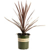 Bauer's Cordyline