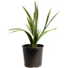 Dwarf Palmetto Tree
