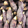 Taro, Red (Colocasia esculenta)
