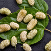 Mulberry 'Tehama' White (Morus alba)