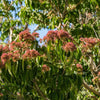 Temple of Bloom® Seven-Son Flower