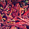 Thai Chili (Capsicum annuum)