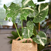 Monstera 'Thai Constellation' (Monstera deliciosa)