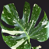 Monstera 'Thai Constellation' (Monstera deliciosa)