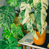 Monstera 'Thai Constellation' (Monstera deliciosa)