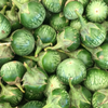 Thai Eggplant (Solanum melongena)