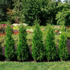 Private Jet™ Arborvitae