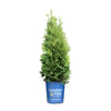 Private Jet™ Arborvitae