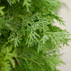 North Pole® Arborvitae