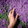 100 Walk On Me CREEPING THYME Thymus Serpyllum Herb Flower Seeds