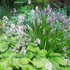 20 HEARTLEAF FOAMFLOWER White & Pink Tiarella Wherryi Coolwort Flower Seeds