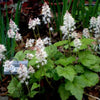 20 HEARTLEAF FOAMFLOWER White & Pink Tiarella Wherryi Coolwort Flower Seeds