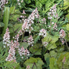 20 HEARTLEAF FOAMFLOWER White & Pink Tiarella Wherryi Coolwort Flower Seeds