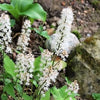 20 HEARTLEAF FOAMFLOWER White & Pink Tiarella Wherryi Coolwort Flower Seeds