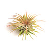 Tillandsia Ionantha Rubra