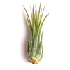 Tillandsia Ionantha Scaposa
