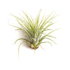 Tillandsia Ionantha v Ionantha