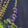 Toilet Paper Plant (Plectranthus barbatus)
