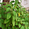 Toilet Paper Plant (Plectranthus barbatus)