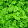 100 PIGGYBACK Plant YOUTH On AGE Tolmiea Thousand Mothers Menziesii Flower Seeds