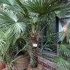 10 WAGNER WINDMILL PALM Dwarf Chusa Trachycarpus Fortunei Wagnerianus Tree Houseplant Seeds