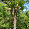 10 WAGNER WINDMILL PALM Dwarf Chusa Trachycarpus Fortunei Wagnerianus Tree Houseplant Seeds