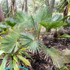 10 WAGNER WINDMILL PALM Dwarf Chusa Trachycarpus Fortunei Wagnerianus Tree Houseplant Seeds