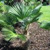 10 WAGNER WINDMILL PALM Dwarf Chusa Trachycarpus Fortunei Wagnerianus Tree Houseplant Seeds