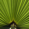 Windmill Palm (Trachycarpus fortunei)