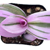Tradescantia Zebrina