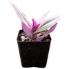 Tradescantia Zebrina