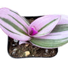 Tradescantia Zebrina