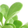 Senecio Jacobsenii 'Trailing Jade'