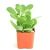 Senecio Jacobsenii 'Trailing Jade'