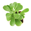 Senecio Jacobsenii 'Trailing Jade'