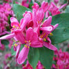 50 Tatarian Asian HONEYSUCKLE Lonicera Tatarica Pink Flower Shrub Bush Seeds