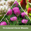 Tri-Color Clover Seed Easy Spread Shaker – photo 2