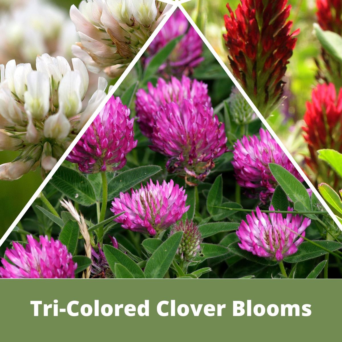 Tri-Color Clover Seed Easy Spread Shaker – photo 2