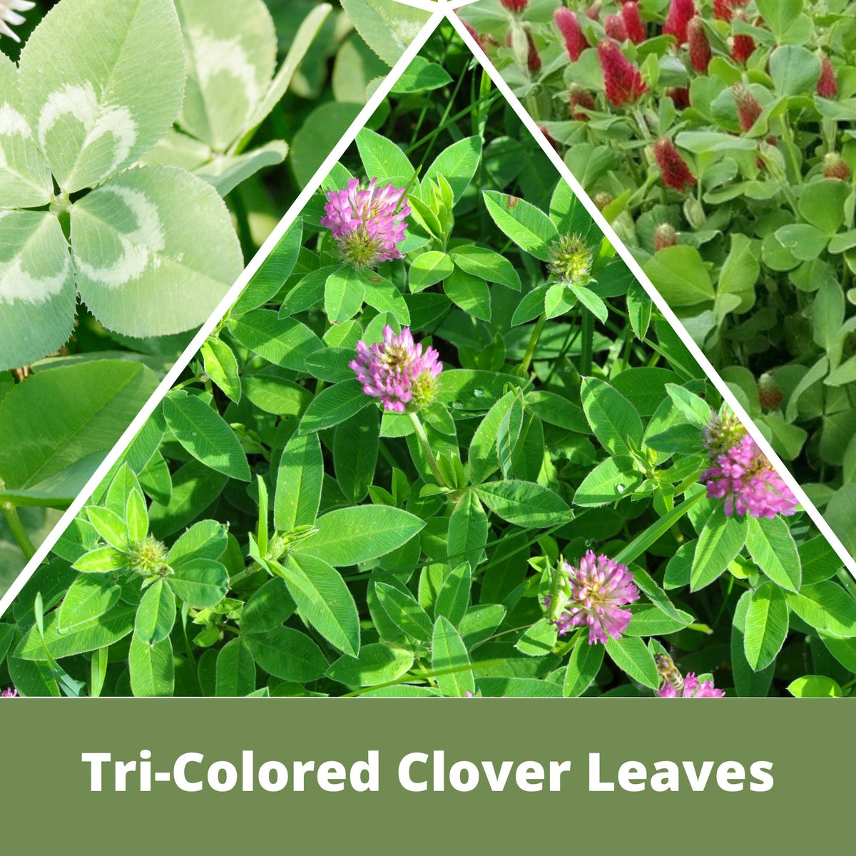 Tri-Color Clover Seed Easy Spread Shaker – photo 3