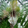 10 TRIANGLE PALM TREE Dypsis Decaryi Rare Tropical from Madagascar Seeds