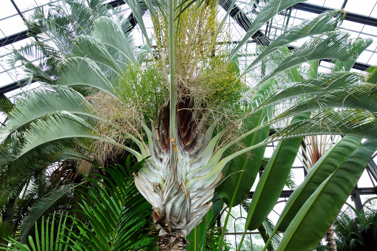 Triangular Palm Tree Types 10 TRIANGLE PALM TREE Dypsis Decaryi Rare Tropical from Madagascar See ...