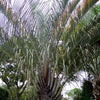 10 TRIANGLE PALM TREE Dypsis Decaryi Rare Tropical from Madagascar Seeds