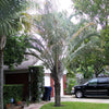 10 TRIANGLE PALM TREE Dypsis Decaryi Rare Tropical from Madagascar Seeds