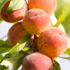 Peach 'Tropic Beauty' (Prunus persica)